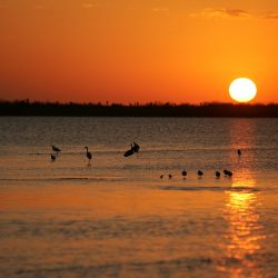 Sunset near a beach with birds