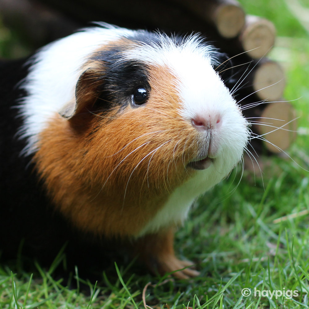 Ramdom Guinea pig