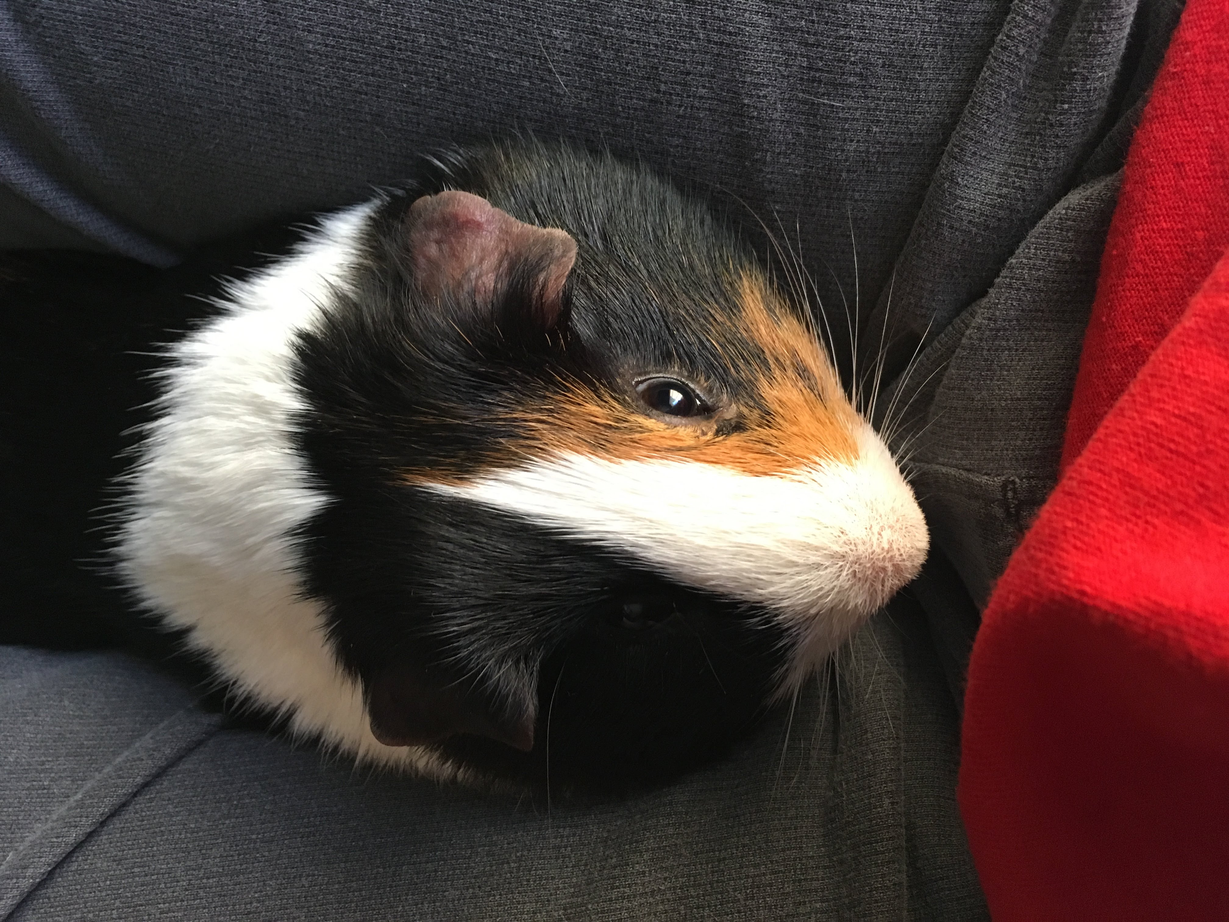 Ziggy pet guinea pig